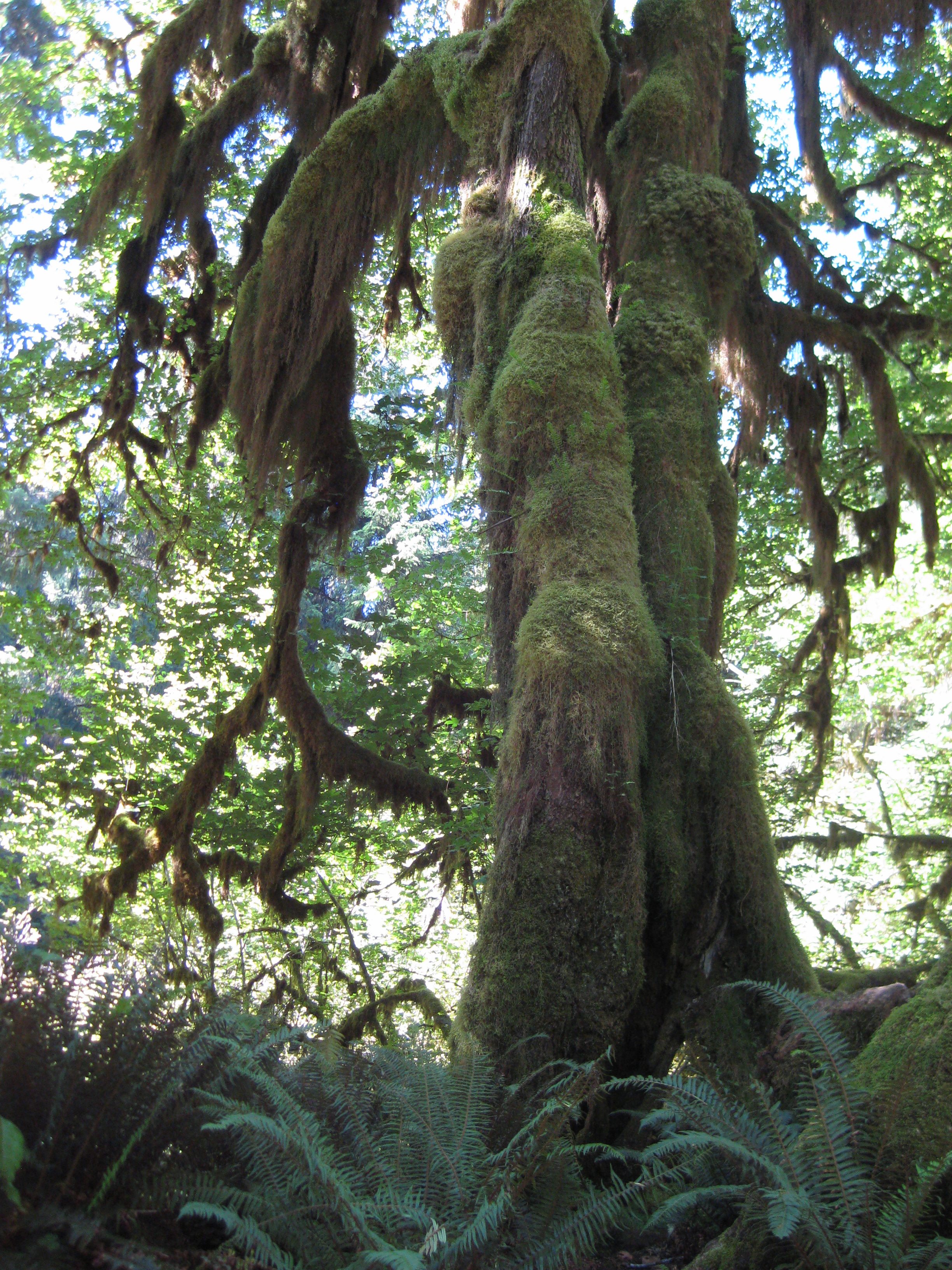 Olympic NP